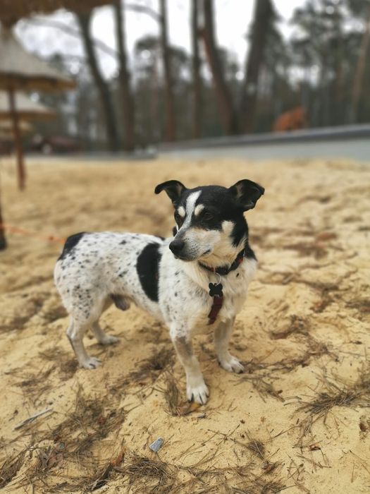 Paczi do adopcji