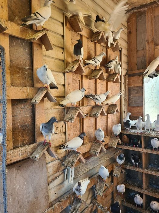 Sprzedam gołębie rasowe