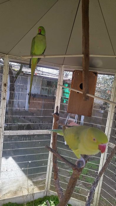 Casal de ring neck reprodutor