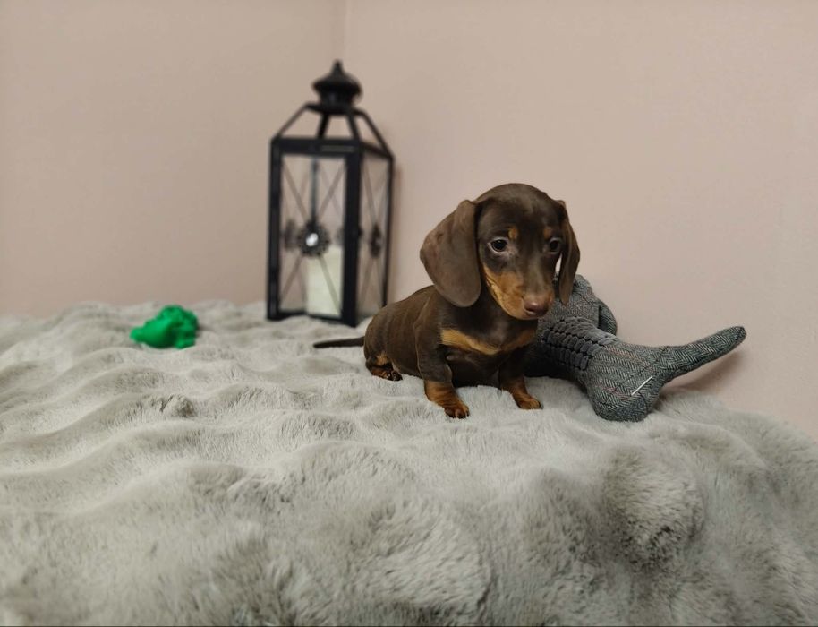 Jamniczek jamnik miniaturowy czekoladowy