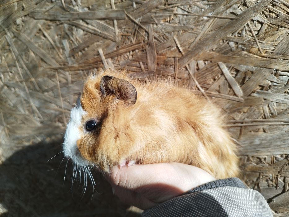 Świnki morskie 2,5 miesięczne