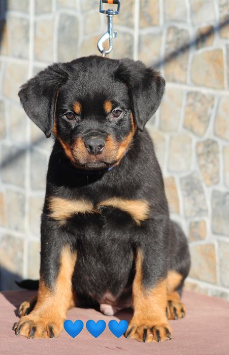 Ексклюзивні хлопчики