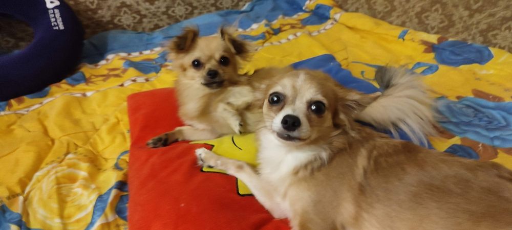 Продам девочку взрослую- 5 лет,4кг,не стерилизованная - были щенки - ф