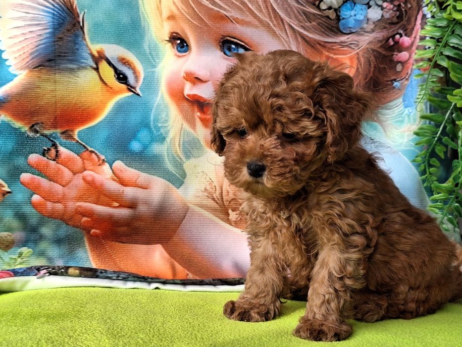 Cavapoo szczeniaczek Red brown z certyfikatem