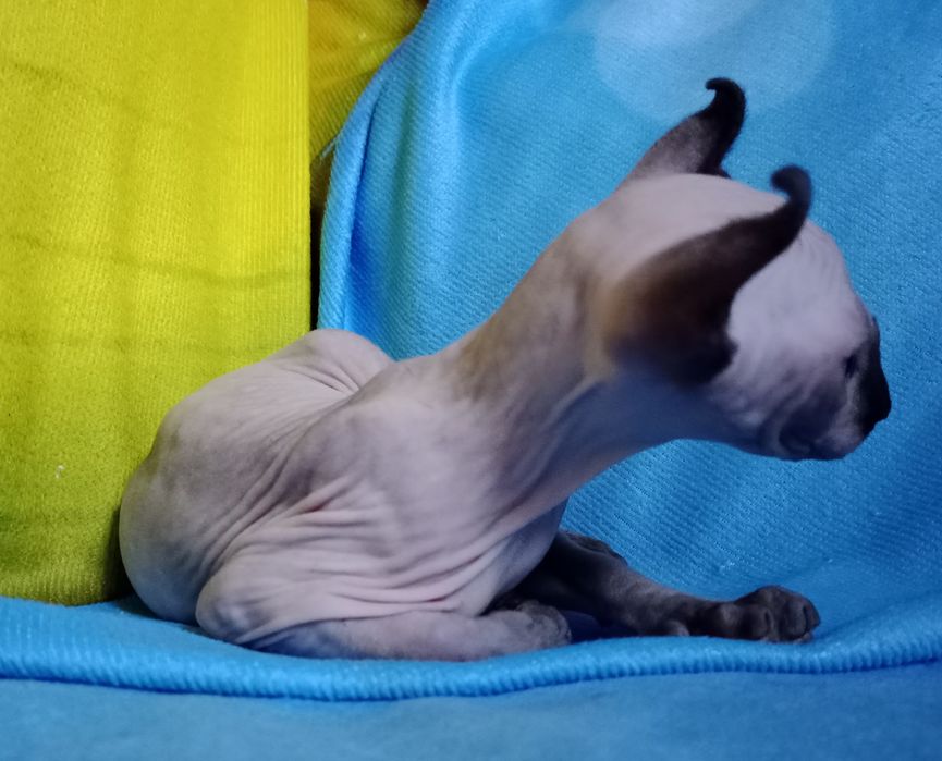Котик Ельф Канадський Сфінкс