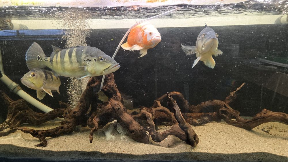 2 ciclhas piquiti 1 ciclha ocellaris