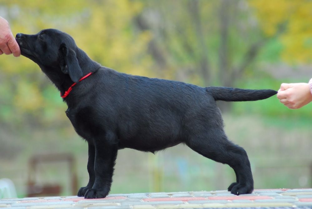 Лабрадор ретривер супер щенки!