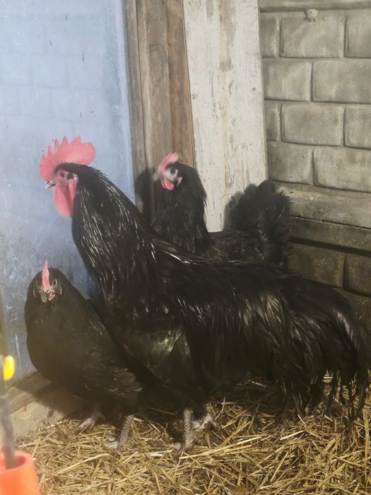 Kury silki kury Rosy naturalne ekologiczne kury araukany