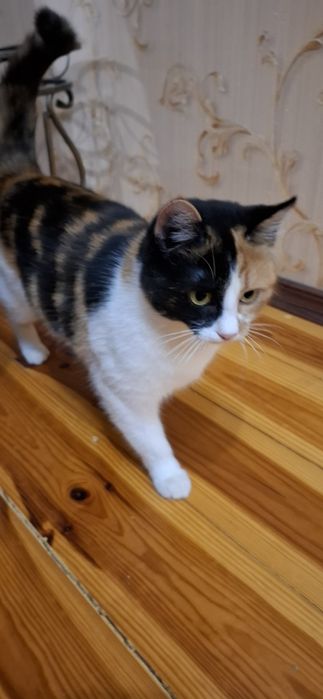 Кішка Іриска домашня