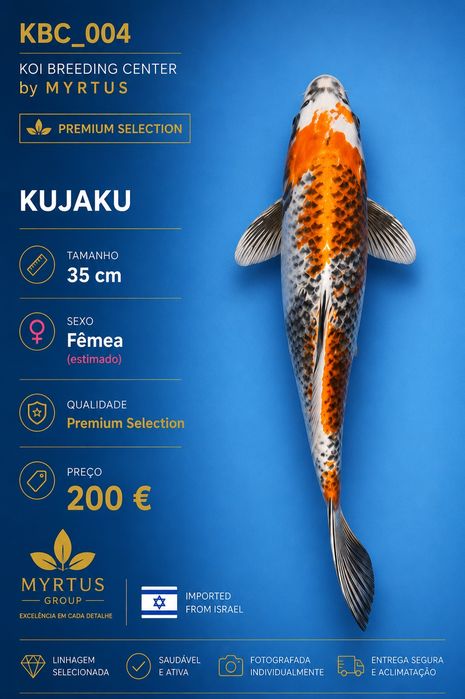 Carpas koi Israel disponíveis qualidade Premium