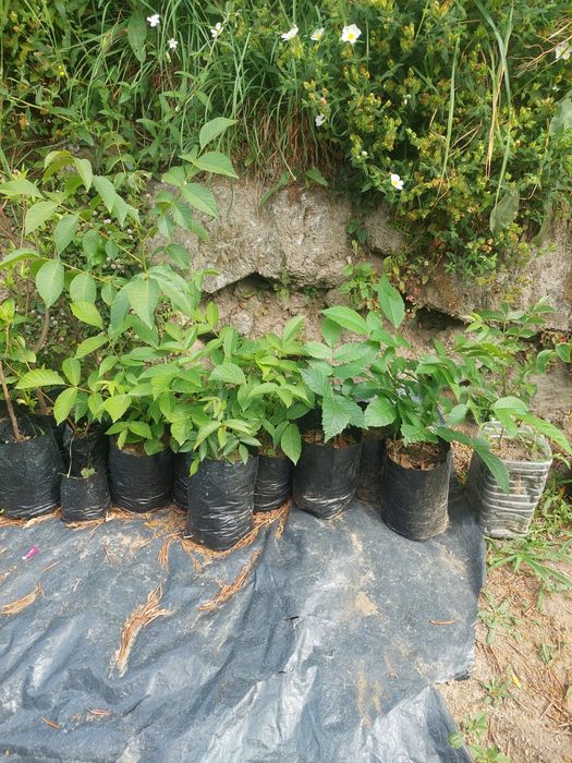 Nogueiras pequenas para transplante