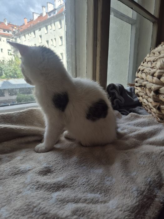 Przepiękny puszysty maluch