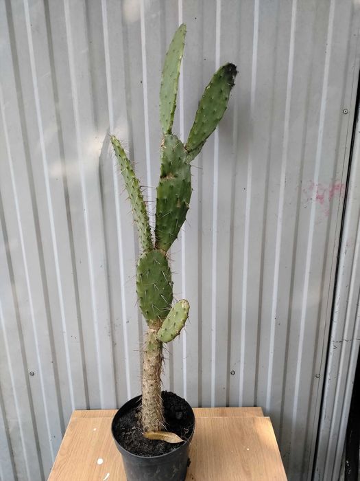 Wielka opuncja-100cm
