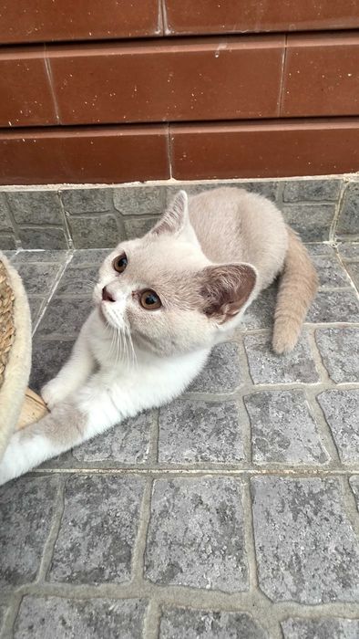 British shorthair bicolor lilás