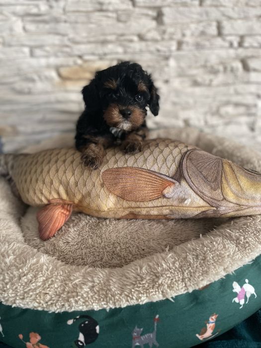 Cavapoo śliczny samiec tricolor cavalier pudel