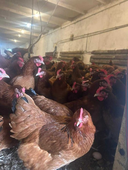 Kury nioski prosto od hodowcy ! Kurki z jajkiem ! Messa Leghorn ROSA