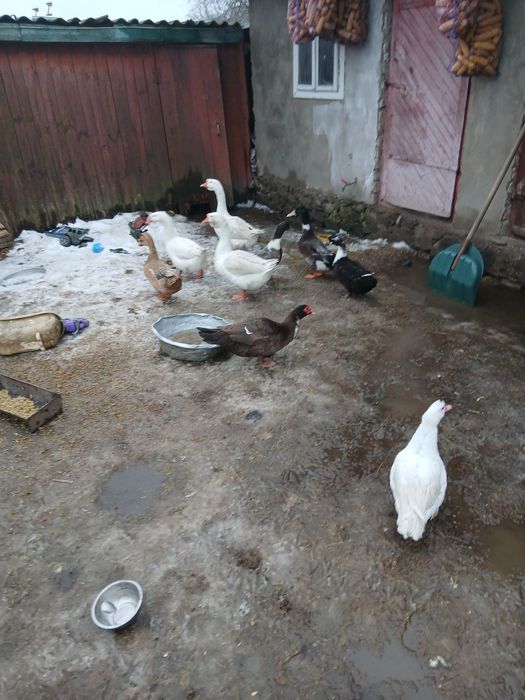 Продам гуси и качки