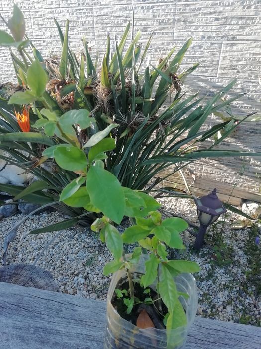 Planta Ora-pro-nobis