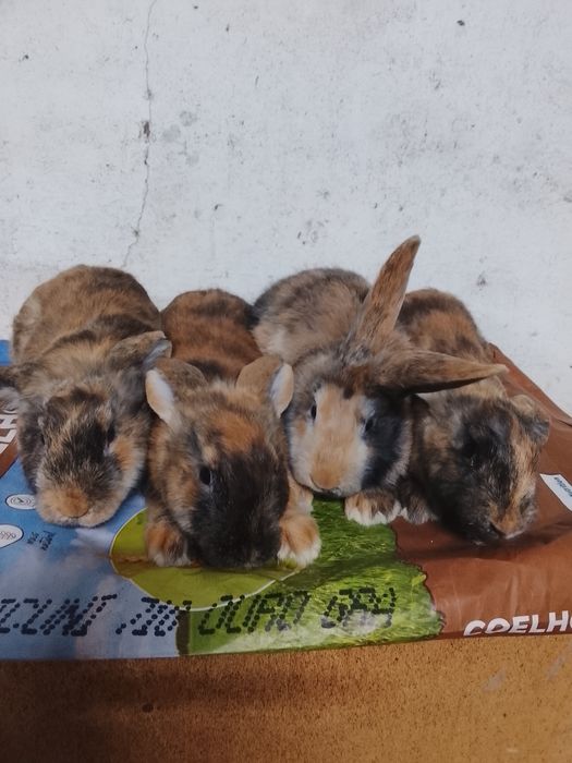Coelhos Arlequins ou bicolores