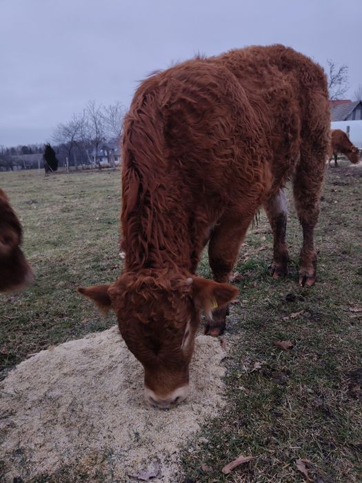 Odsadki 100% limusine