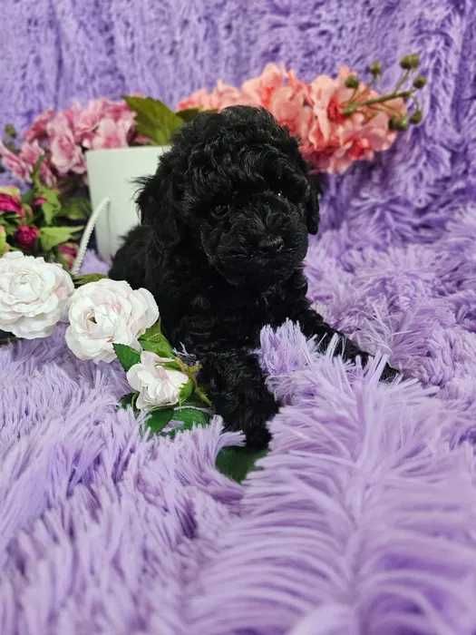 Poodle preto disponível