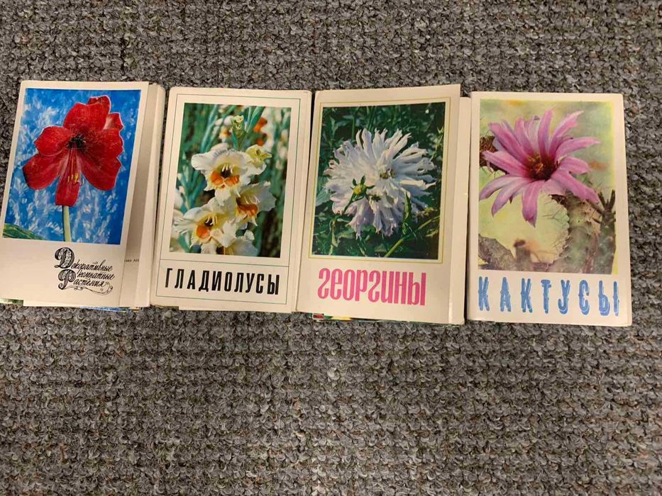 Открытки с фото цветов и другие, 50-80х гг. - новые (440 шт.)