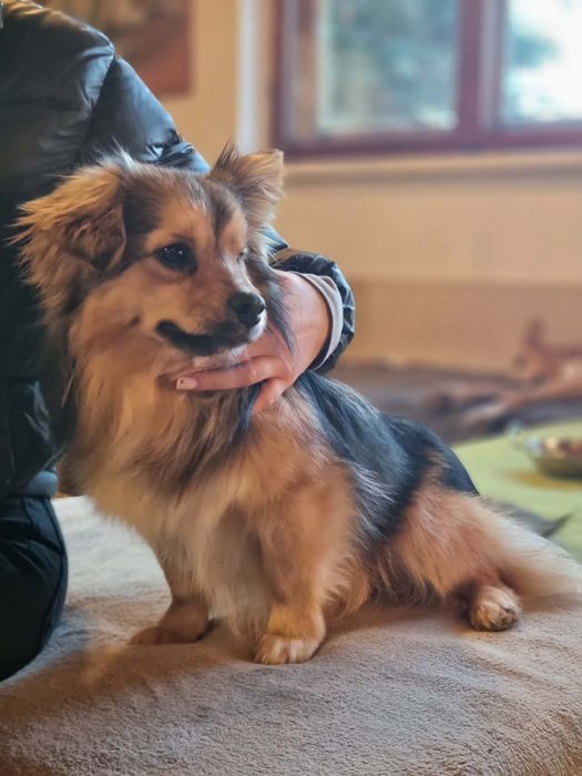 Karmelek szuka domu.