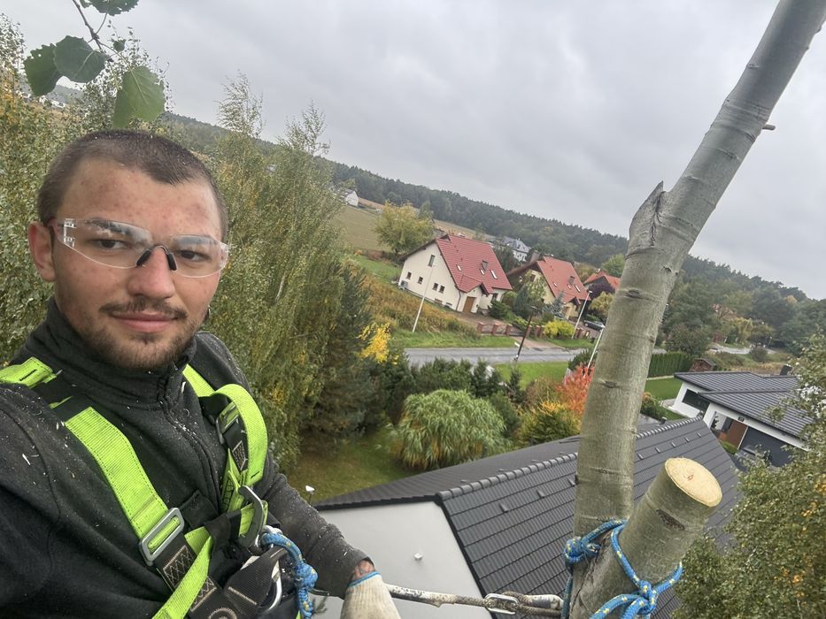 Wycinka drzew, usługi arborystyczne
