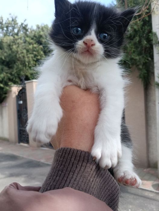 Котенок бесплатно