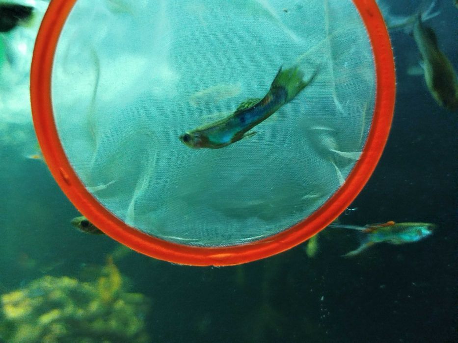 Rybka akwariowa gupik pawie oczko