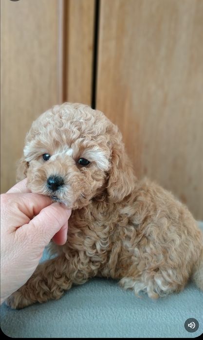 Девочка мальтипушка