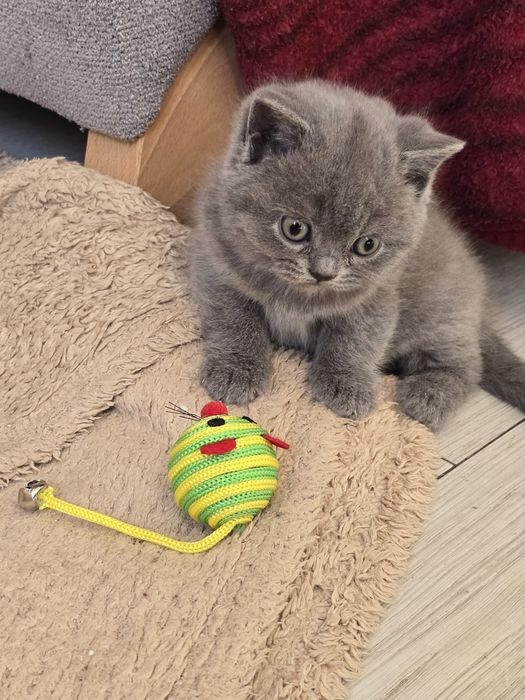 Kotka brytyjska krótkowłosa