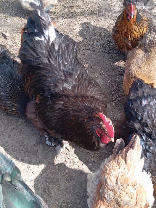 Sprzedam kury kochin olbrzymi