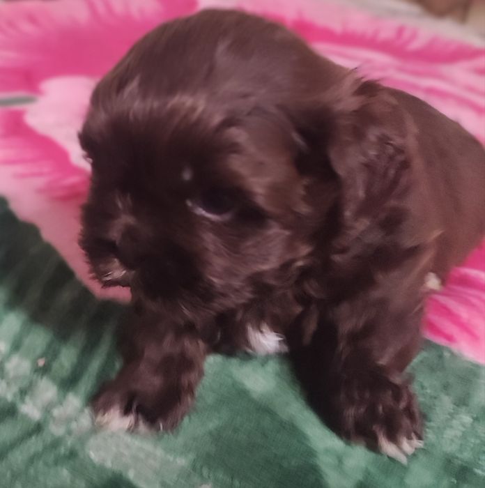 Czekoladowy piesek shihtzu