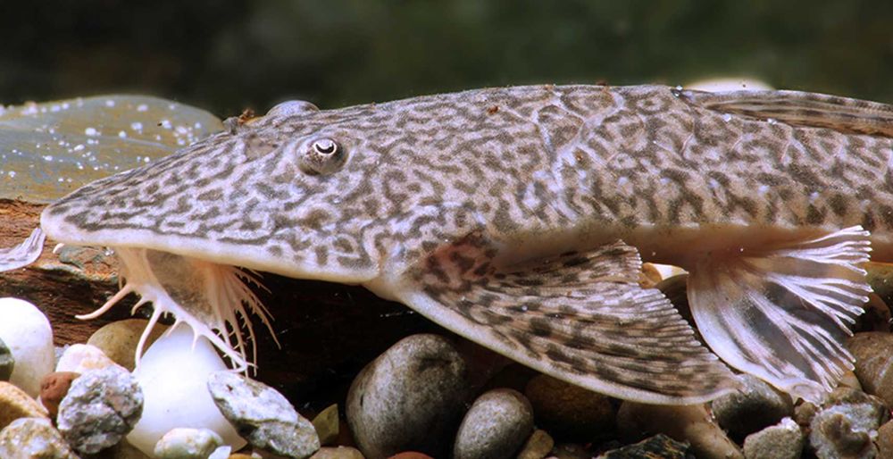 Pseudohemiodon sp. Peru - ODŁÓW - WF - Zbrojnik - Glonojad - dowóz
