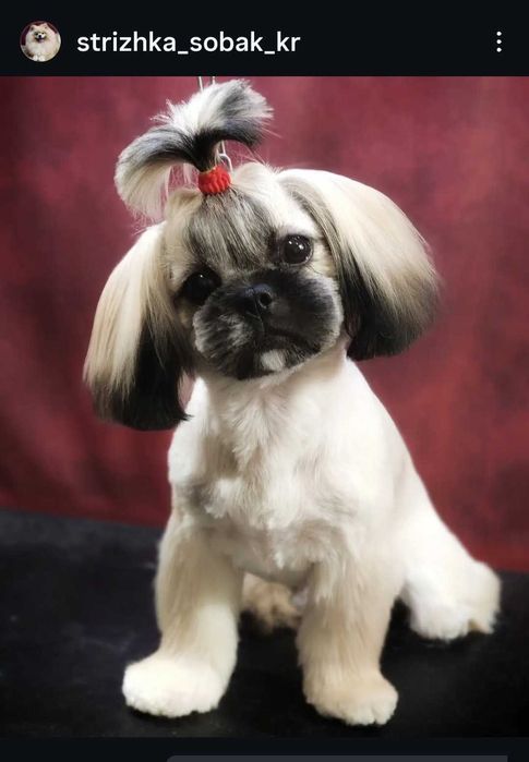 Грумер Кропивницький