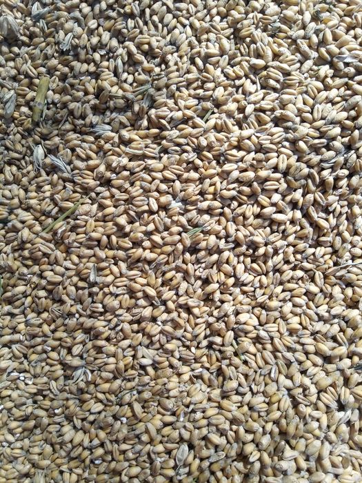 Pszenica ozima Euforia