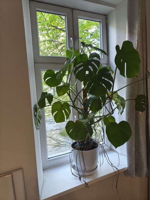 Monstera roślina 150 cm