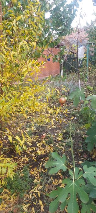 Черенки  инжира   и Гранат