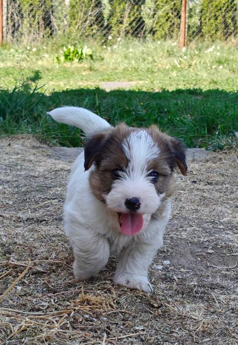 Jack Russell Terrier FCI ZKwP piesek suczka
