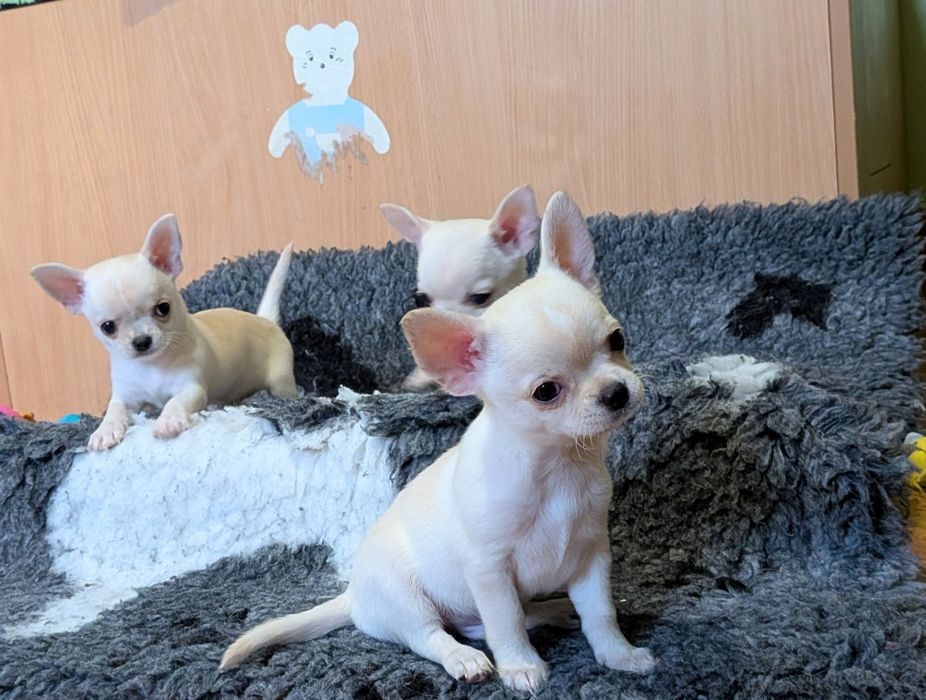 Chłopczyk chihuahua FCI