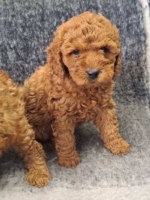 Szczeniak  cockapoo szuczka