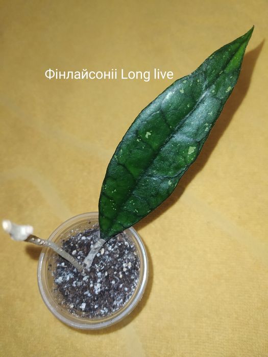 Хойї,пот офголд,сабах б'юті,фінлайсоніі,віллоза, інші ..