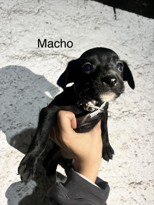 Cãezinhos Para Adoção Responsável