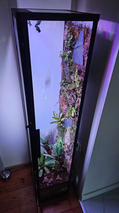 Terrarium tropikalne paludarium bioaktywne