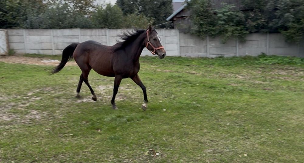 Klacz małopolska