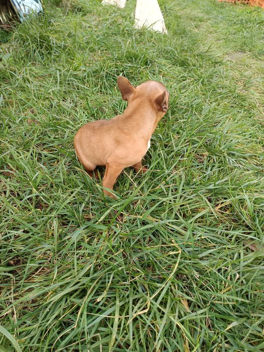 Bulldog francês menina/ menino