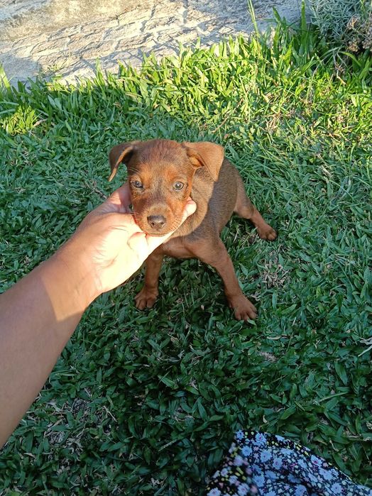 Pinscher macho lindo