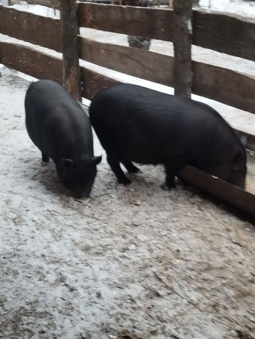 В'єтнамські свині.  Свині. Поросята.