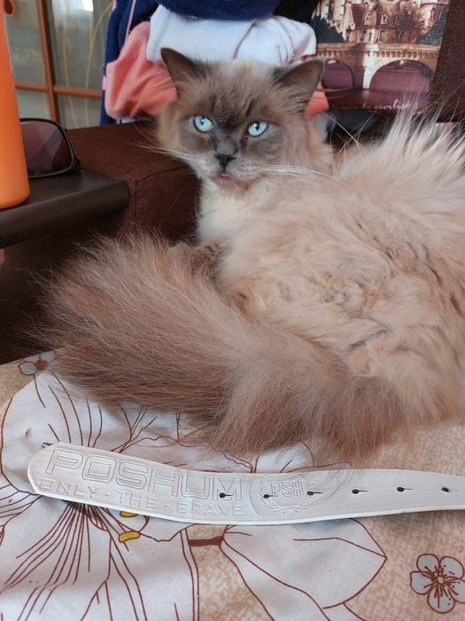 Красень шукає наречену